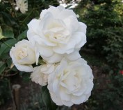 Ирен оф денмарк_0x160 Любимый сад